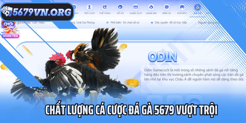 Chất lượng cá cược đá gà 5679 vượt trội